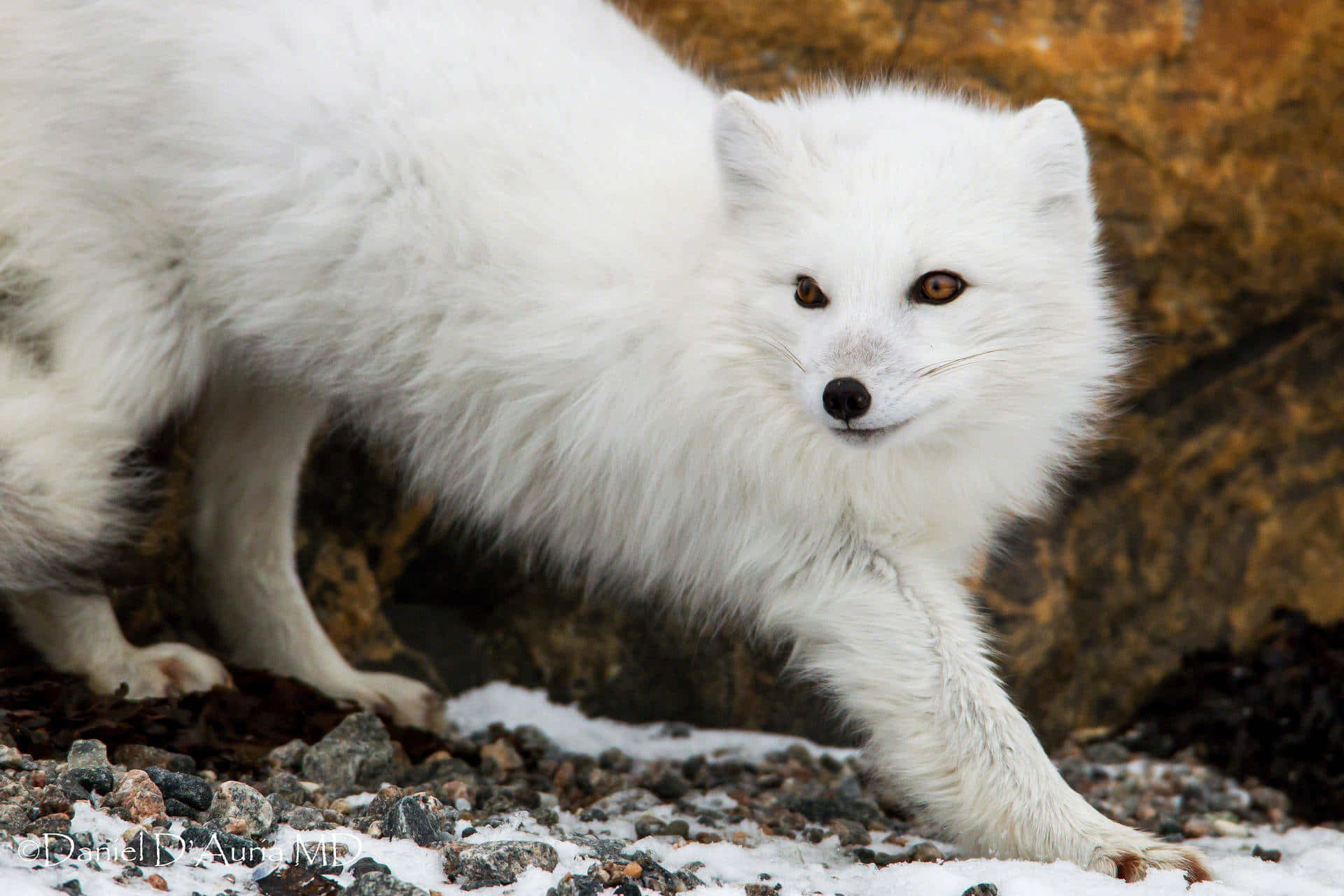 Arctic Foxin Winter Wallpaper