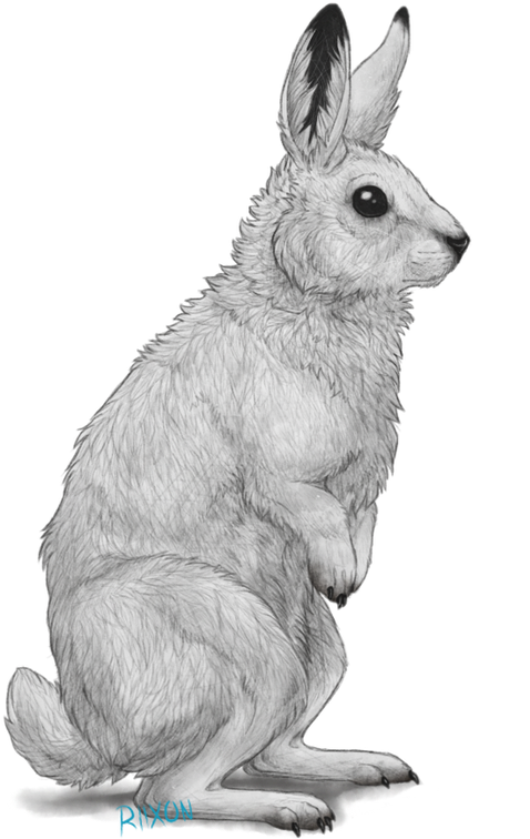 Arctic Hare Illustration PNG