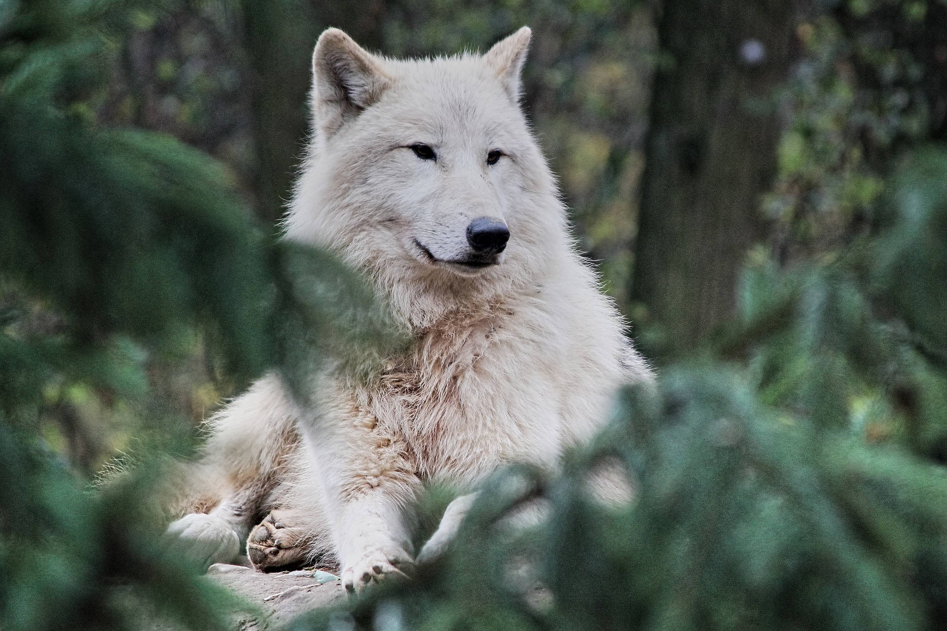 Arctic Hd Wolf In Forest Wallpaper