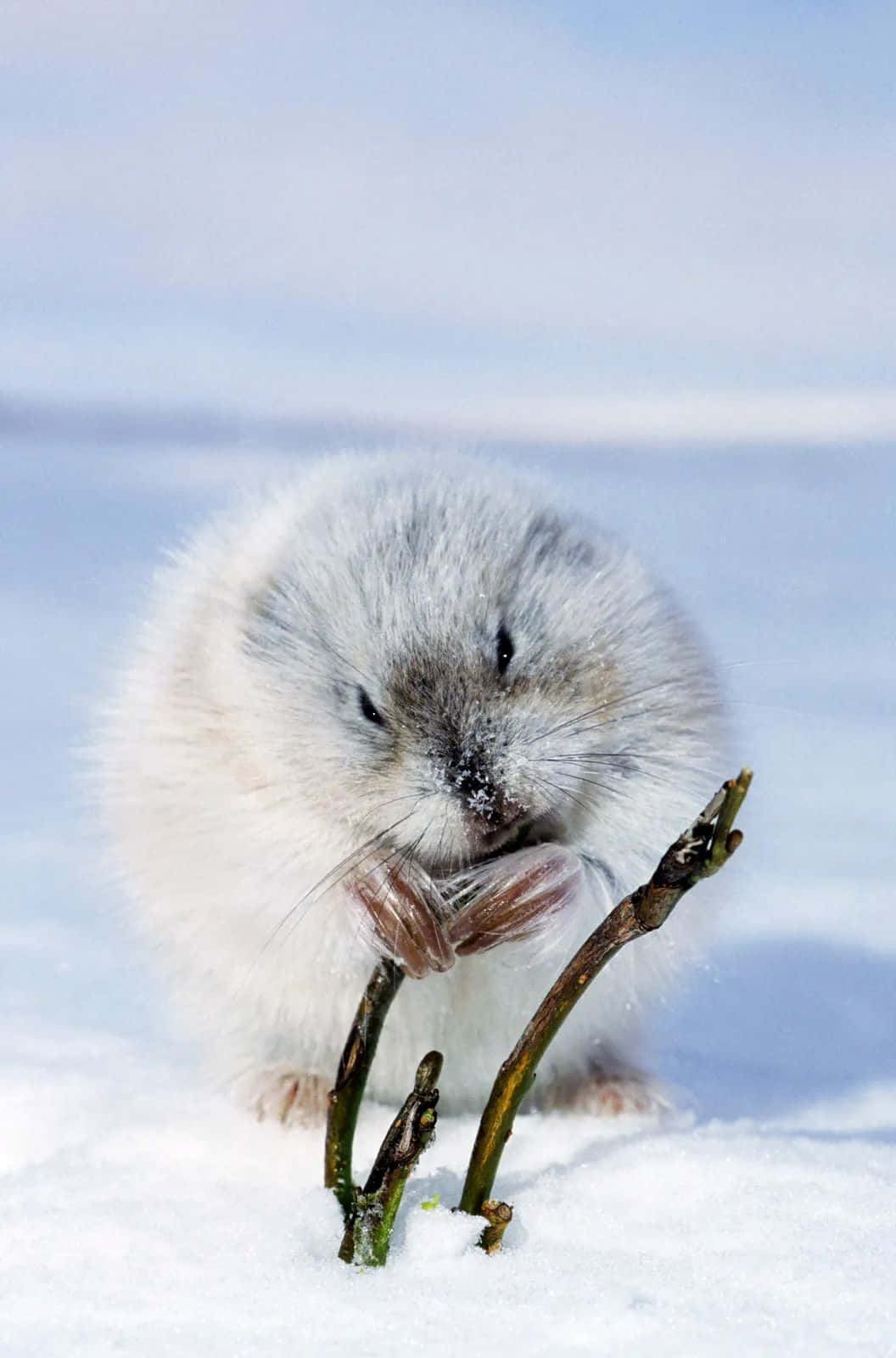 Arktisk Lemming I Snø Bakgrunnsbildet