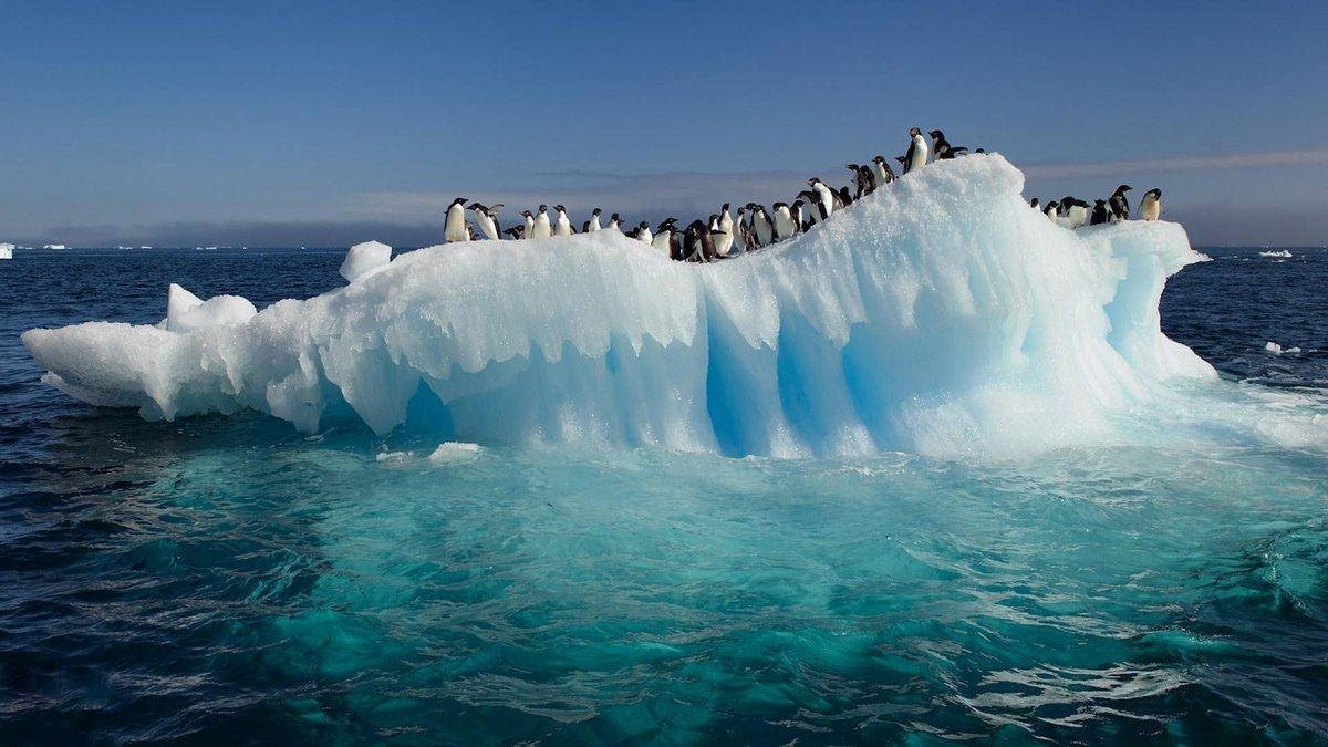 Pingüinosdel Ártico En Un Témpano De Hielo Inclinado Fondo de pantalla