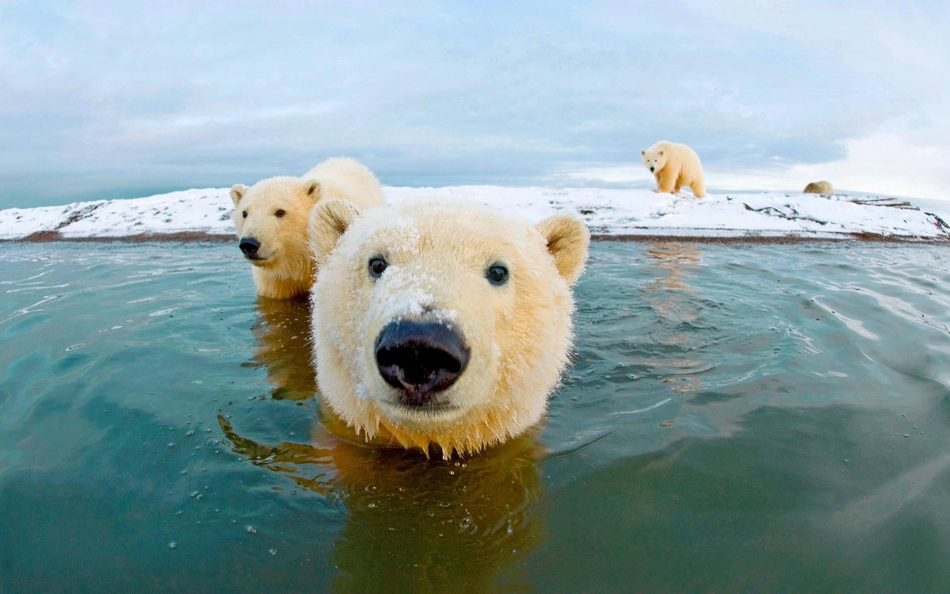 Arktiskaisbjörnar På Isen Wallpaper