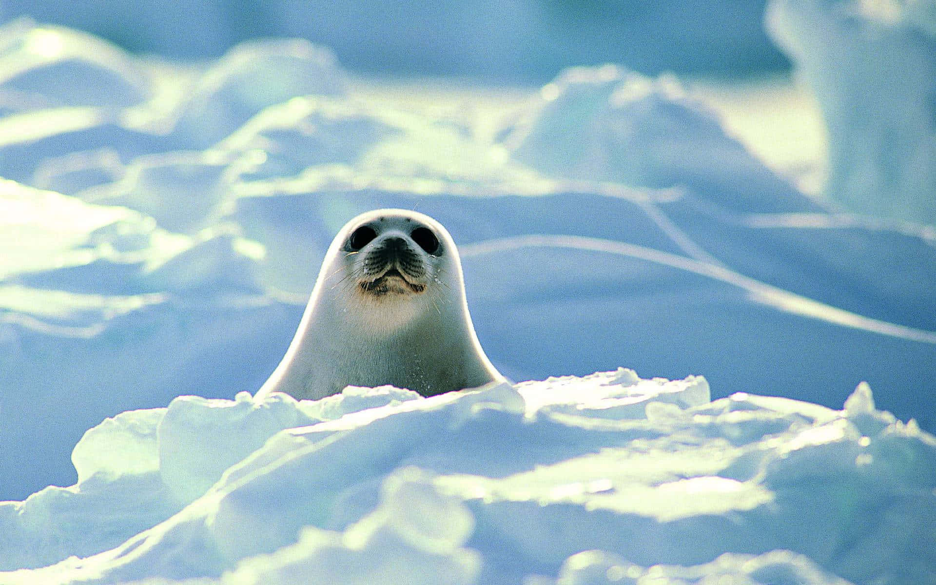 Arctic Seal Peeking Through Snow Wallpaper