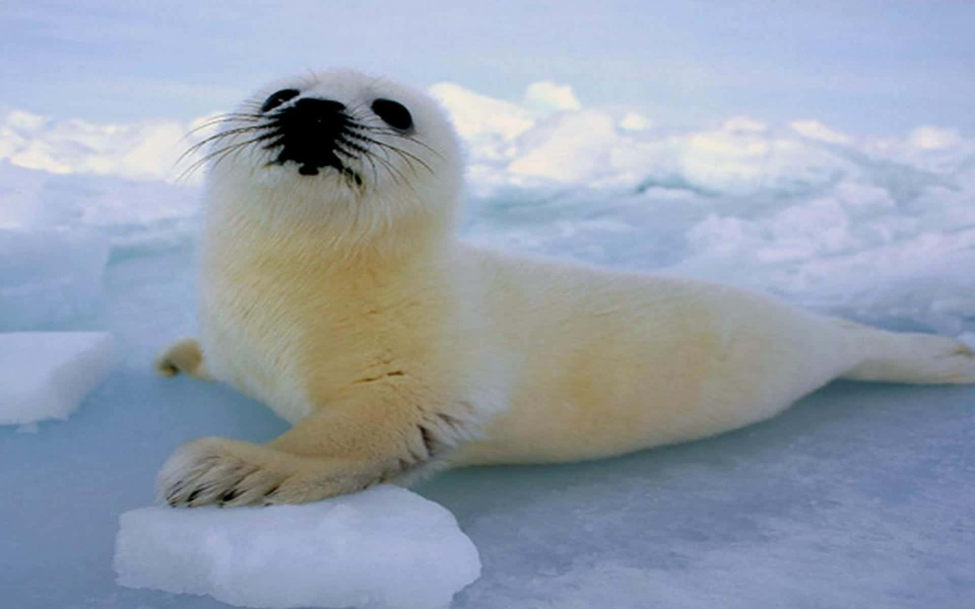 Arctic Seal Pup On Ice Wallpaper