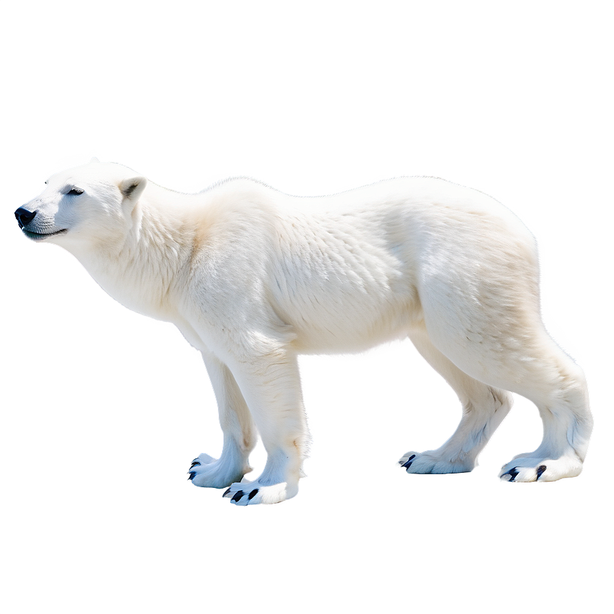 Arctic Snow Animals Png 04292024 PNG