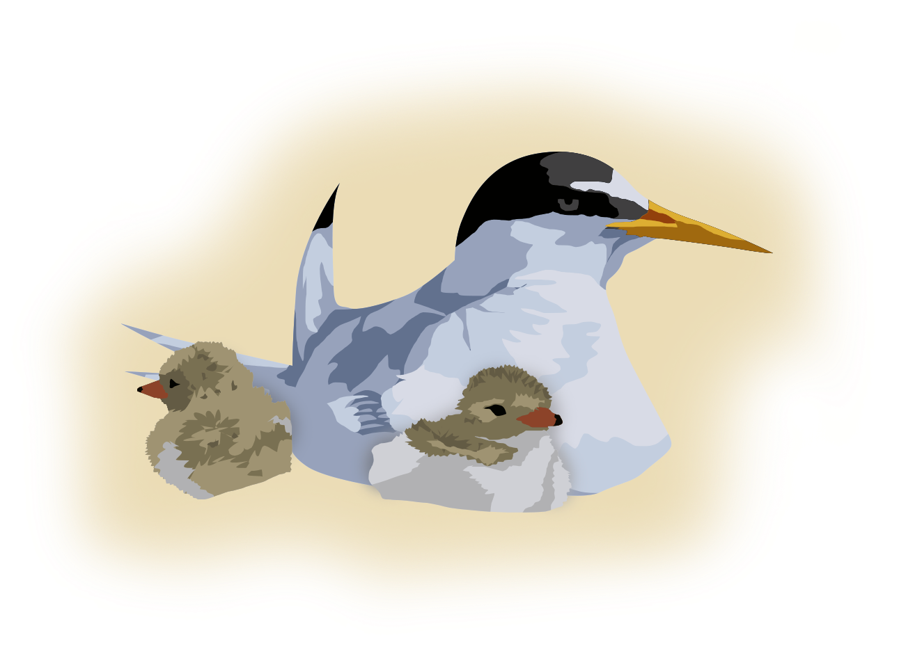 Arctic Ternwith Chicks PNG