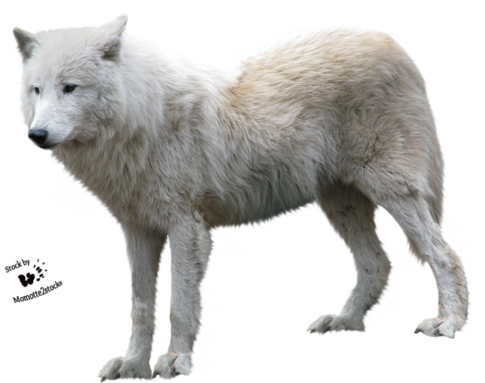 Arctic White Wolf Isolated.png PNG