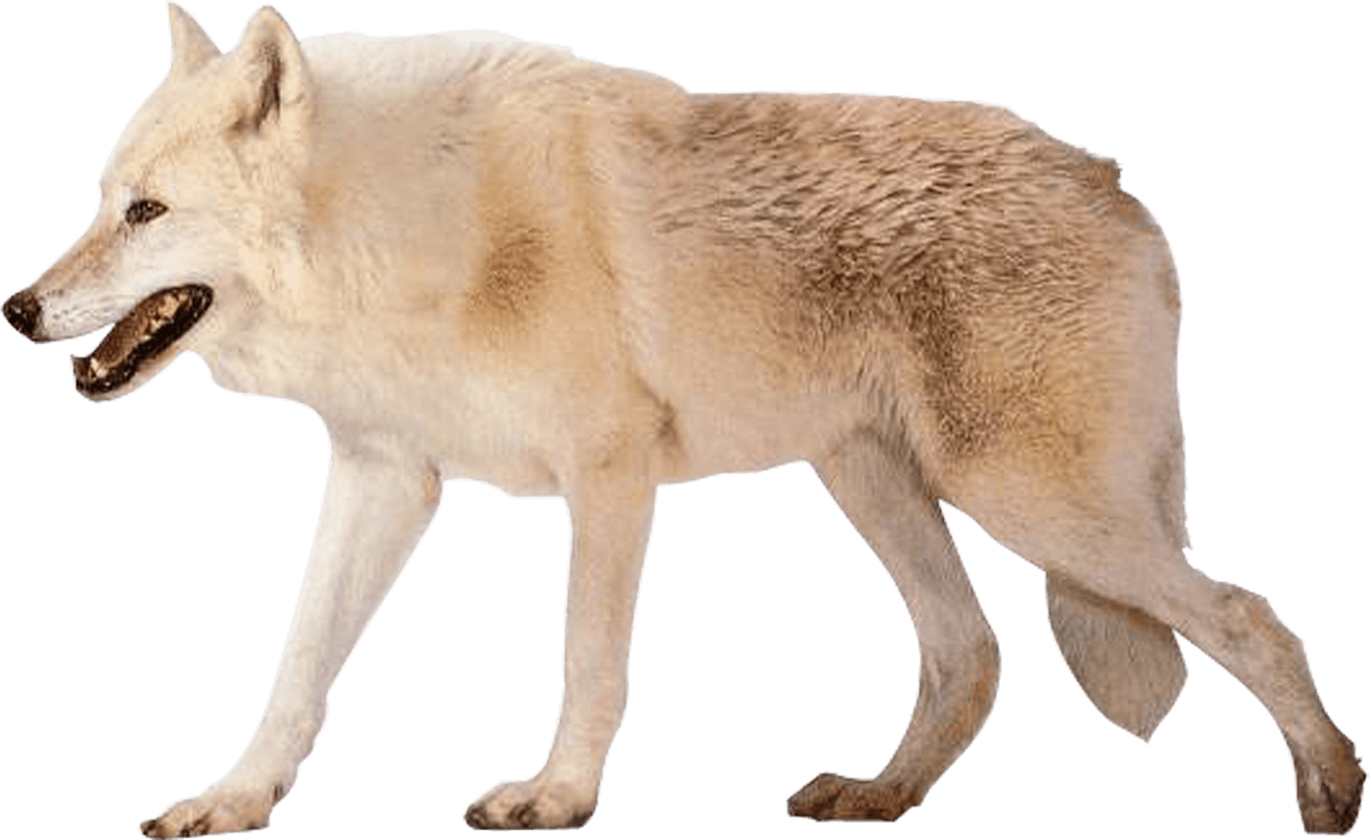 Arctic White Wolf Walking PNG