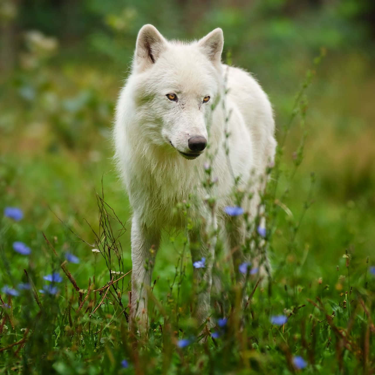 Portrait of a Majestic Arctic Wolf Wallpaper