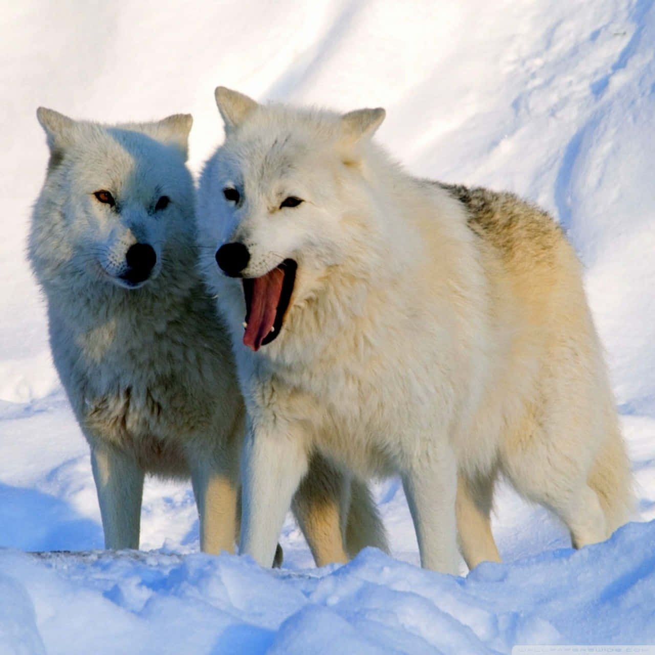 Majestic Arctic Wolf in Snowy Wilderness Wallpaper