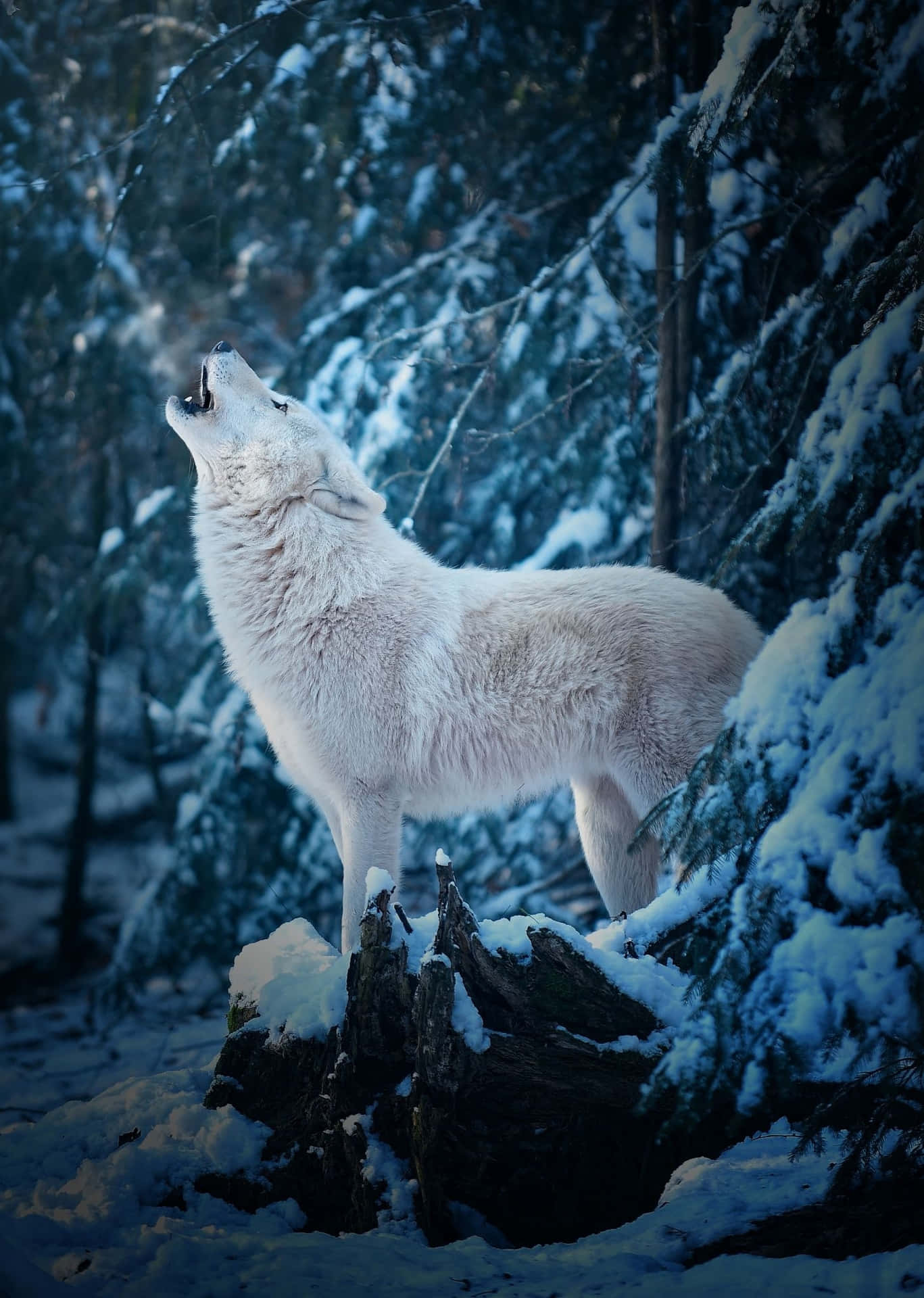 Majestic Arctic Wolf in Snowy Landscape Wallpaper