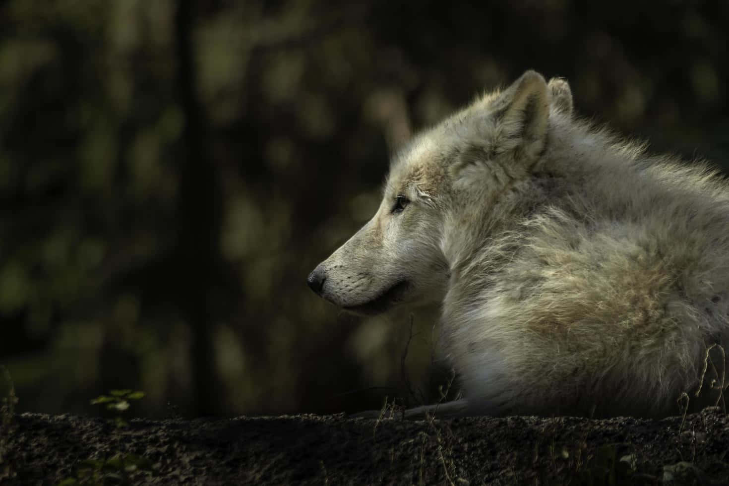 Majestic Arctic Wolf in the Wild Wallpaper