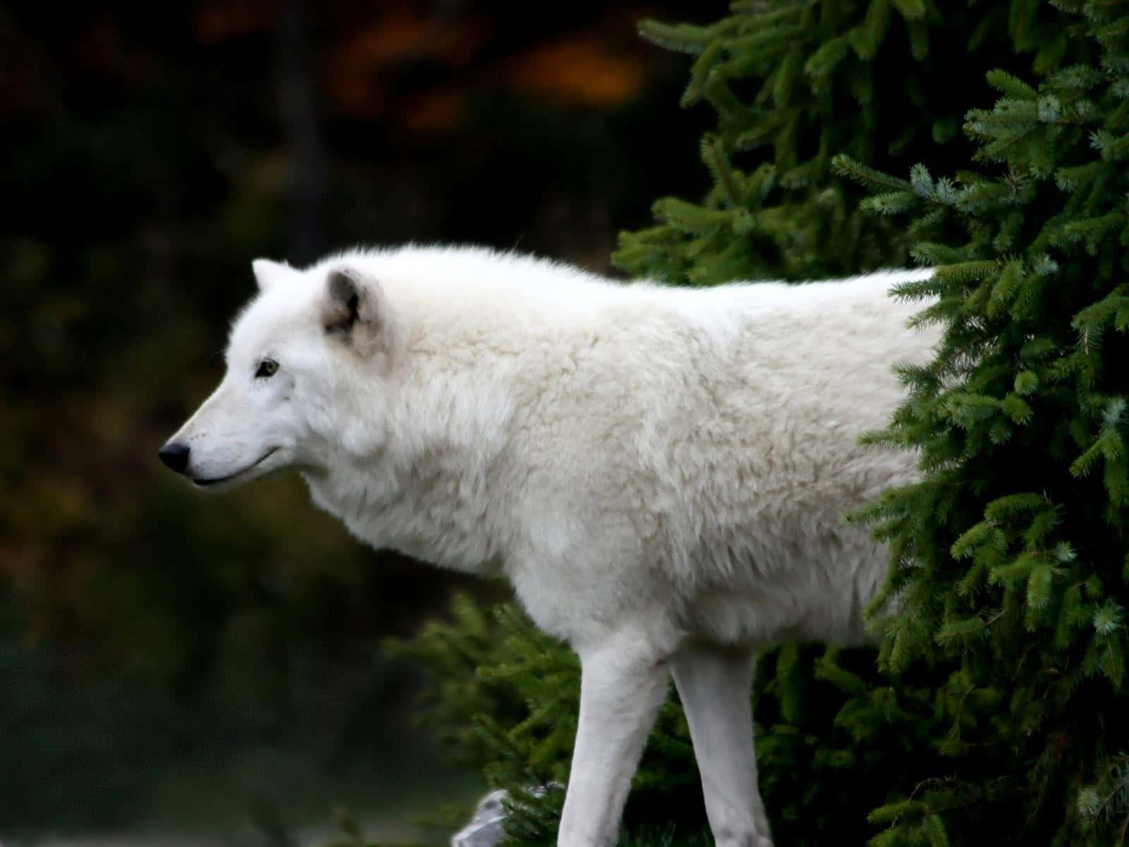 Majestueuze Arctische Wolf In Zijn Natuurlijke Habitat Achtergrond