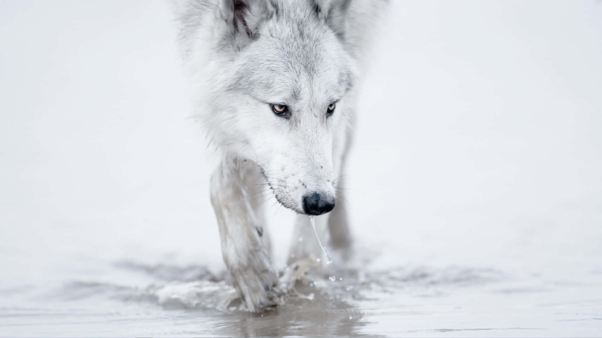 Majestic Arctic Wolf in Its Natural Habitat Wallpaper
