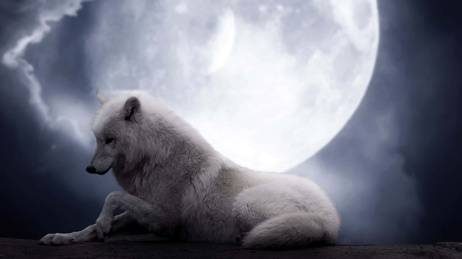 Majestic Arctic Wolf in the Snowy Wilderness Wallpaper