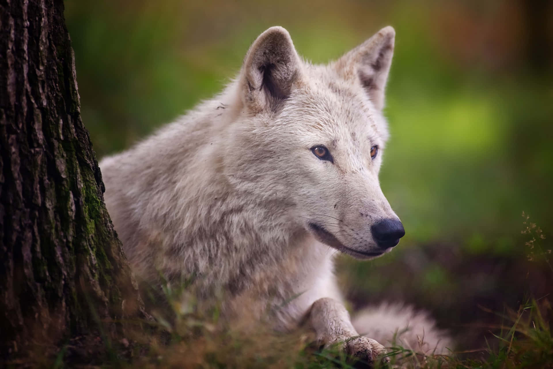 Majestic Arctic Wolf in its Natural Habitat Wallpaper