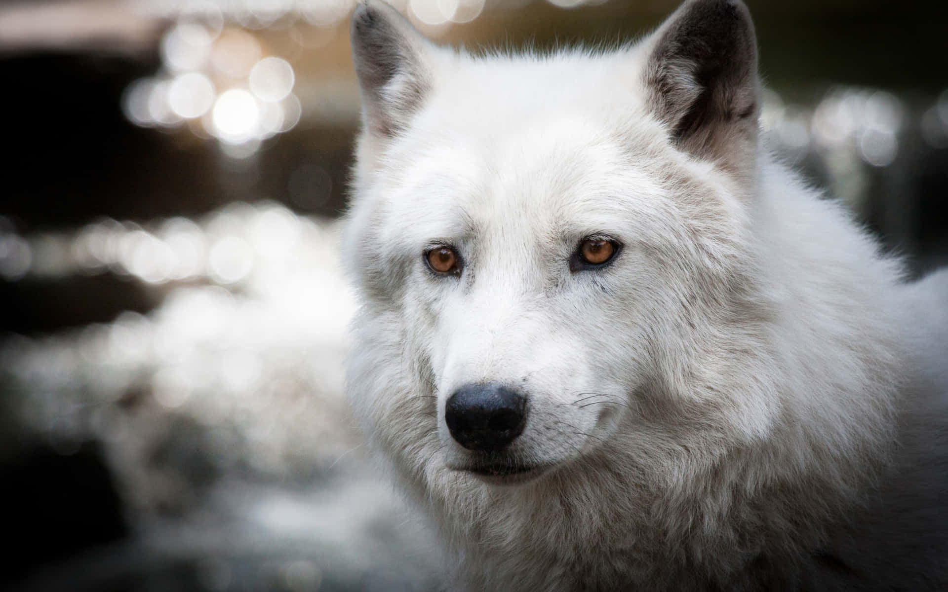 A Majestic Arctic Wolf in Snowy Landscape Wallpaper