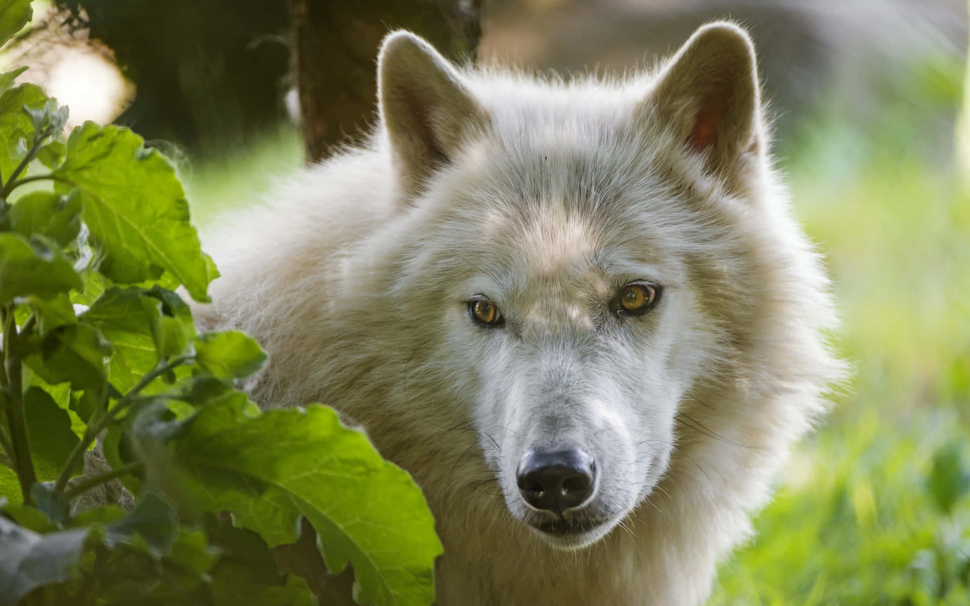Majestic Arctic Wolf in Natural Habitat Wallpaper