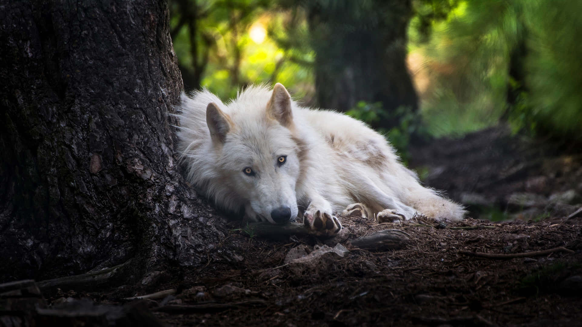 Caption: Majestic Arctic Wolf in its Natural Habitat Wallpaper