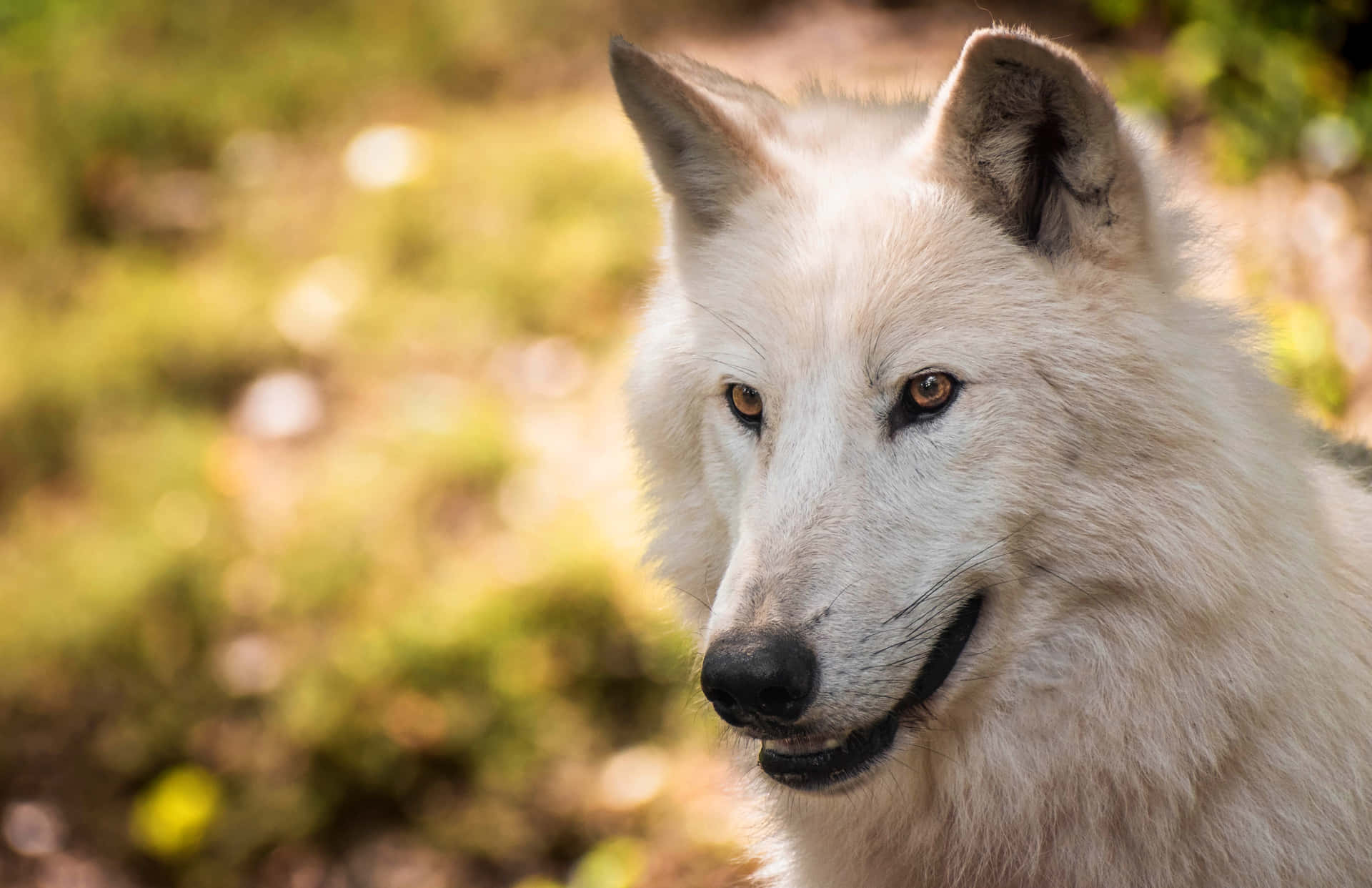 Majestic Arctic Wolf in its Natural Habitat Wallpaper