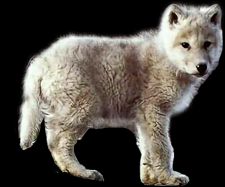 Arctic Wolf Cub Standing PNG
