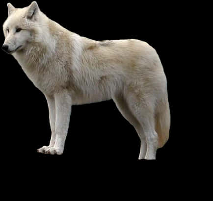 Arctic Wolf Profile PNG