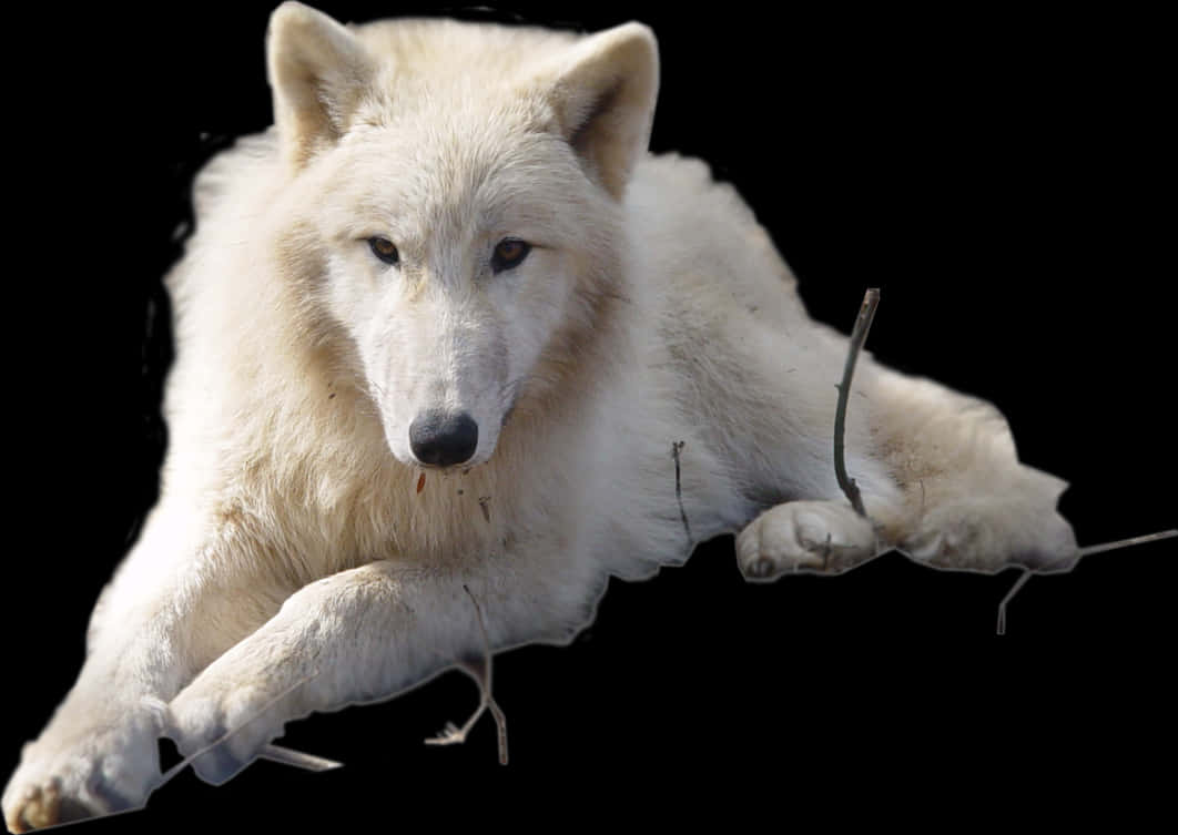 Arctic Wolf Resting PNG