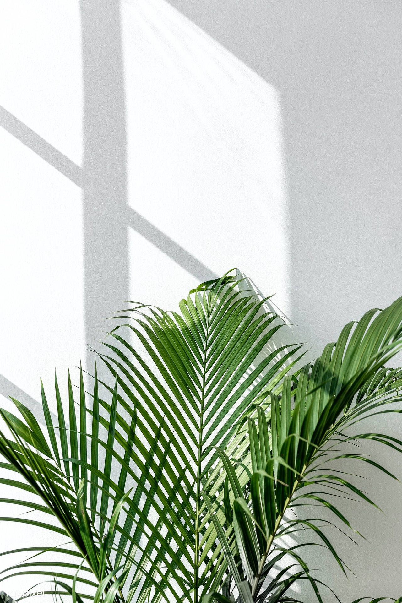 Areca Palm Leaves Green And White Aesthetic Wallpaper