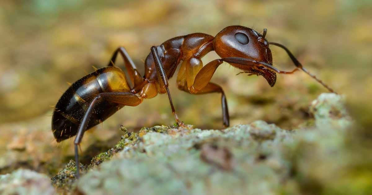 Argentine Ant Closeup Wallpaper