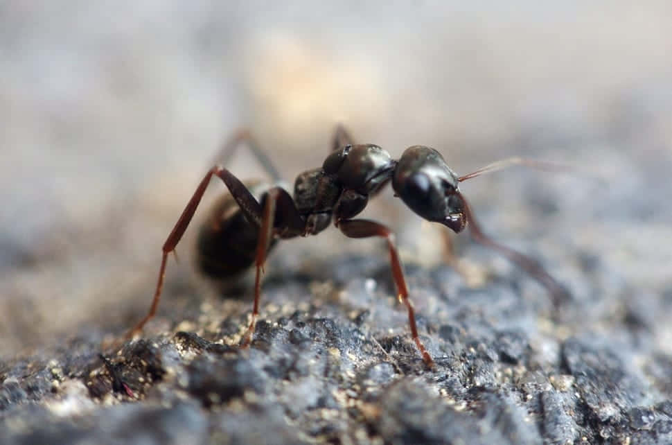 Argentine Ant Closeup Wallpaper