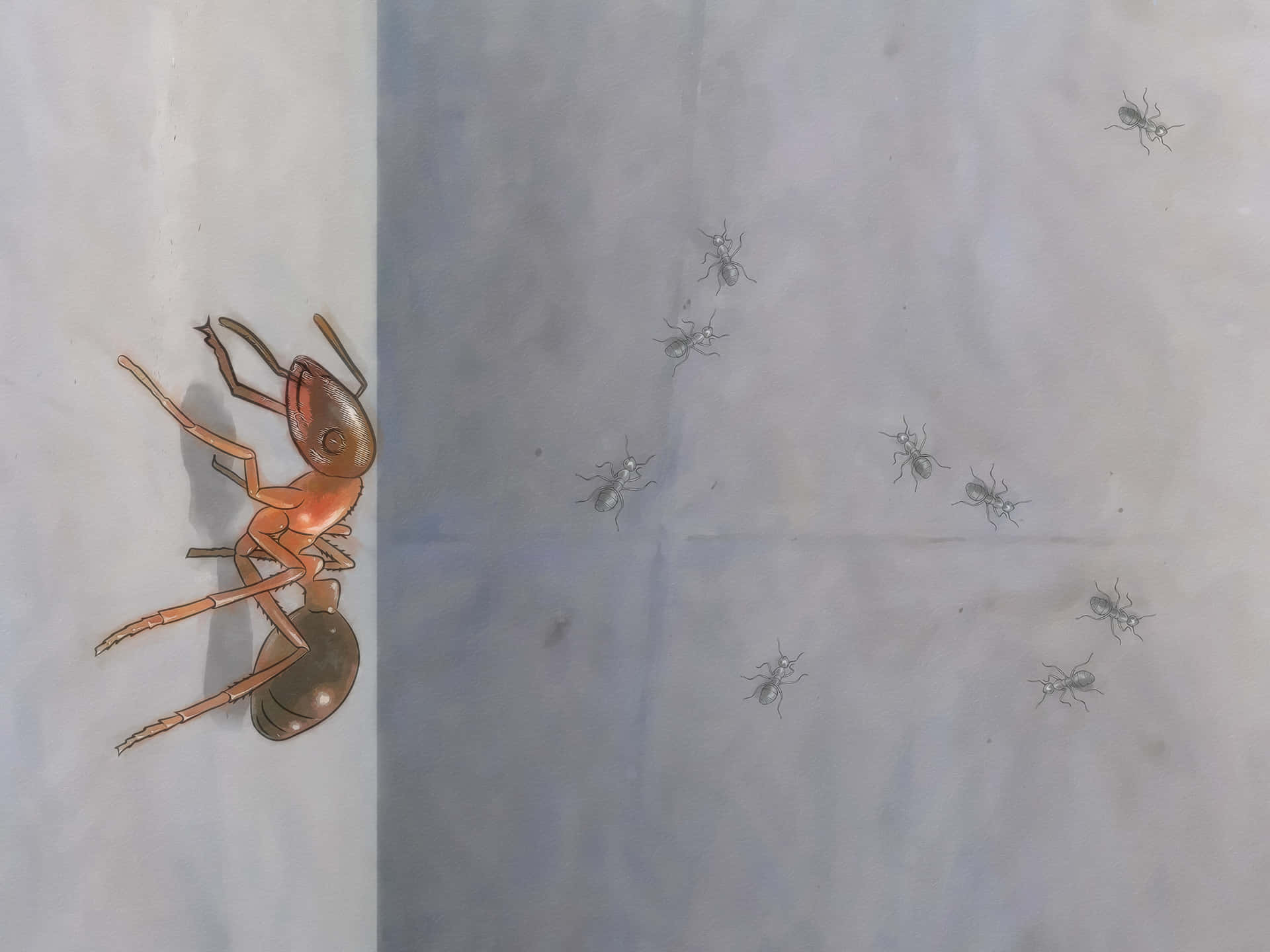 Argentine Ant Exploration Wallpaper