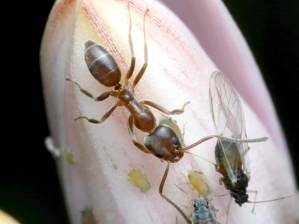 Argentine Ant Interactionwith Aphids Wallpaper