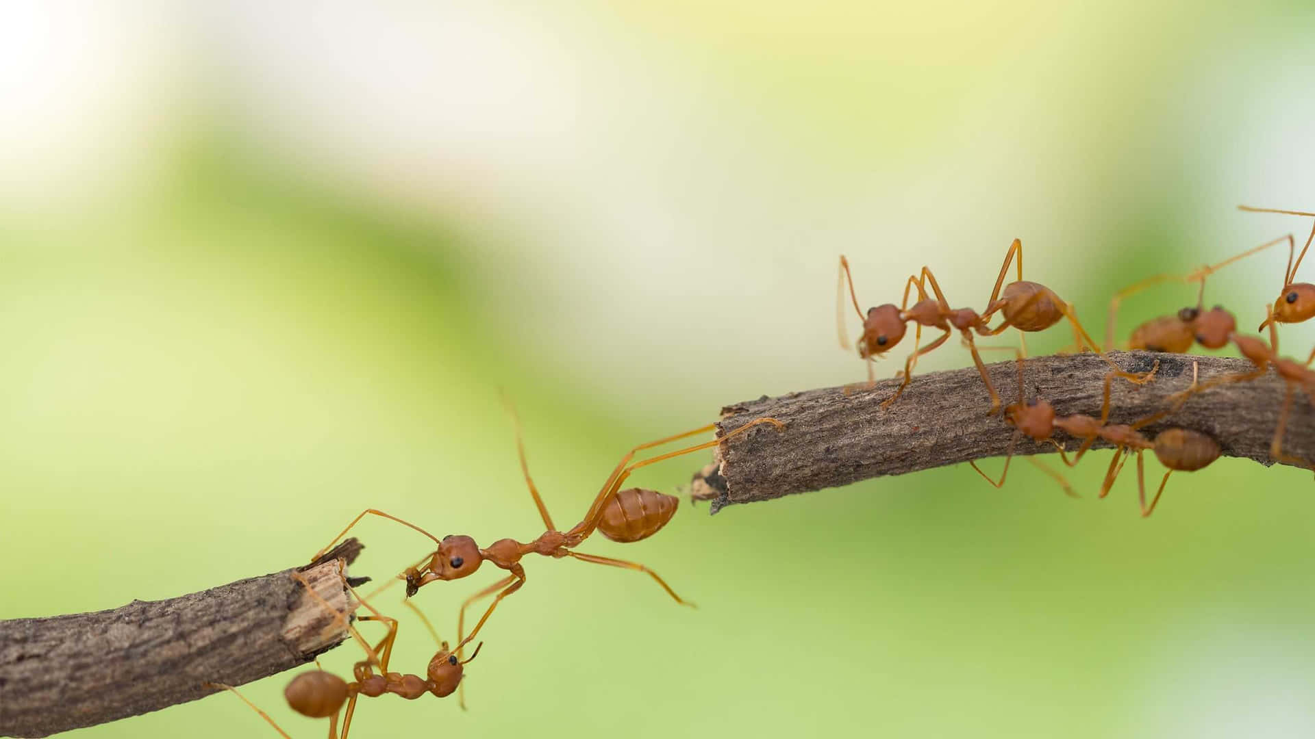 Argentine Ants Bridge Formation Wallpaper