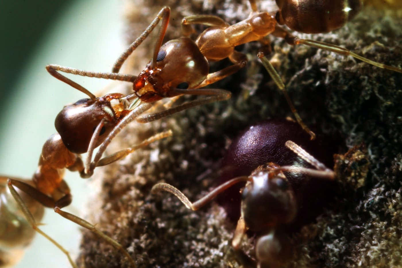 Argentine Ants Closeup Wallpaper