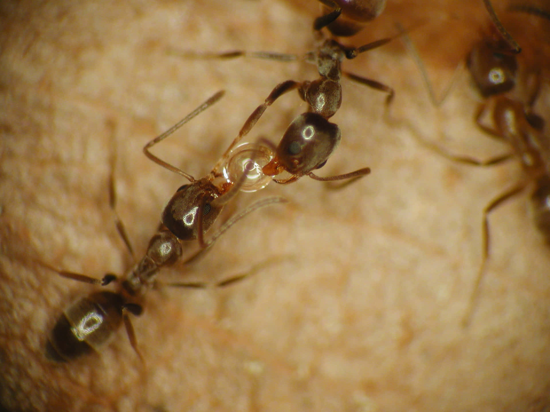 Argentine Ants Closeup Wallpaper