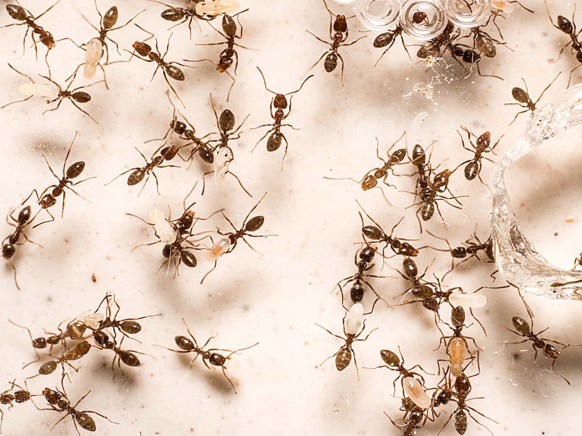 Argentine Ants Gathering Around Water Wallpaper