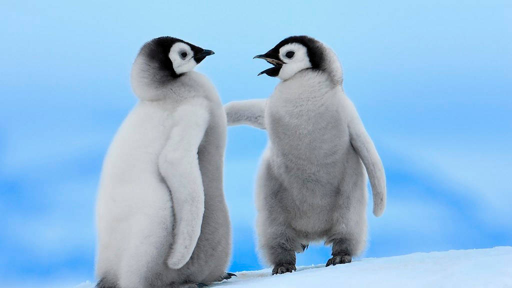Pinguins Bebês Discutindo Papel de Parede