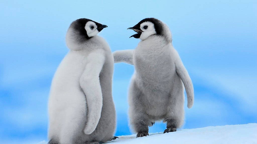 Penguin Wallpapers 32 Best Free Penguin Backgrounds For Laptop | Penguin  wallpaper, Penguins, Wallpaper