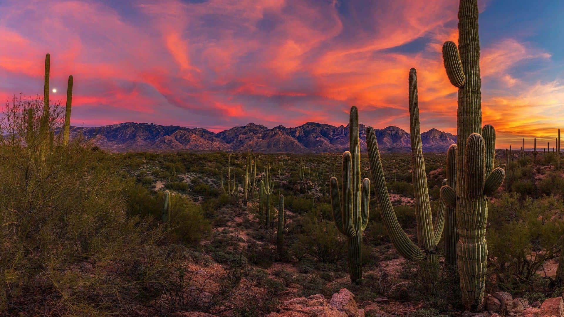 Desert paradise in Arizona