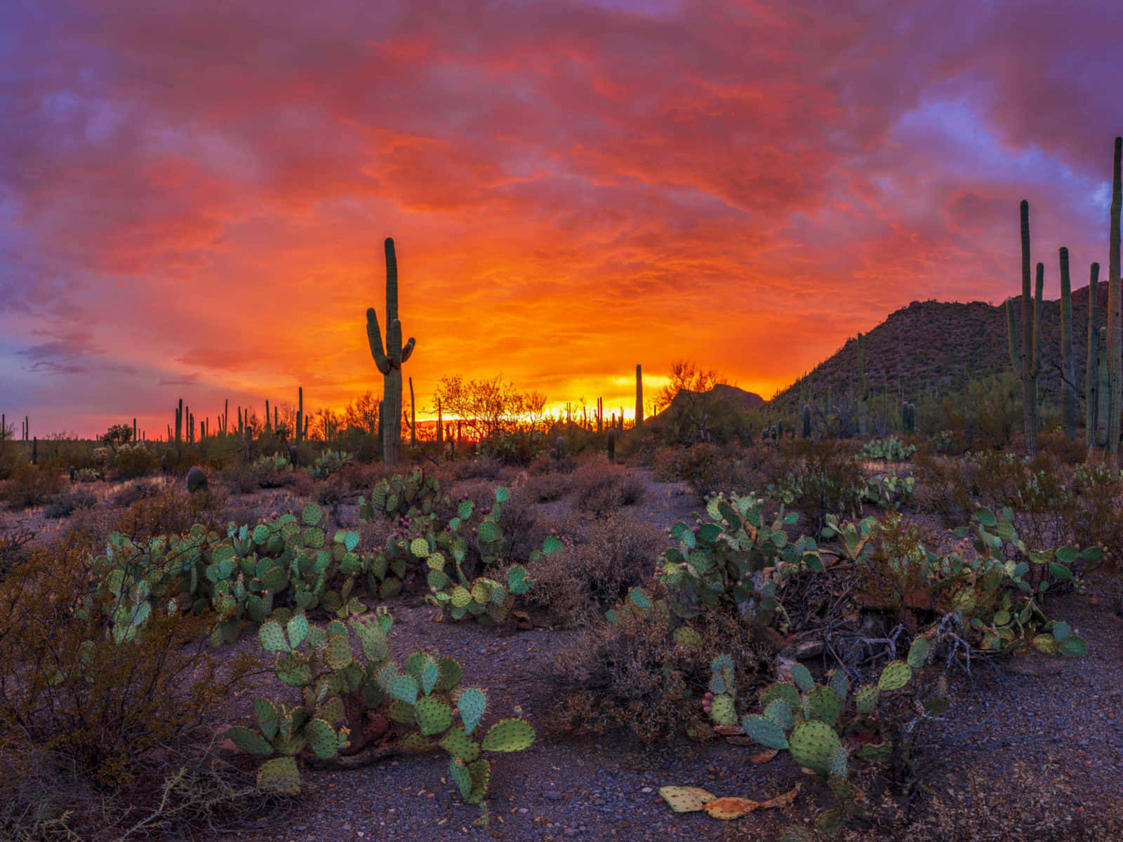 “Experience the beauty of Arizona's landscape”