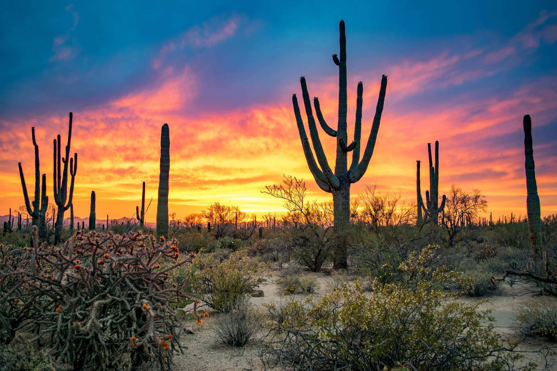 Discover the beautiful deserts of Arizona