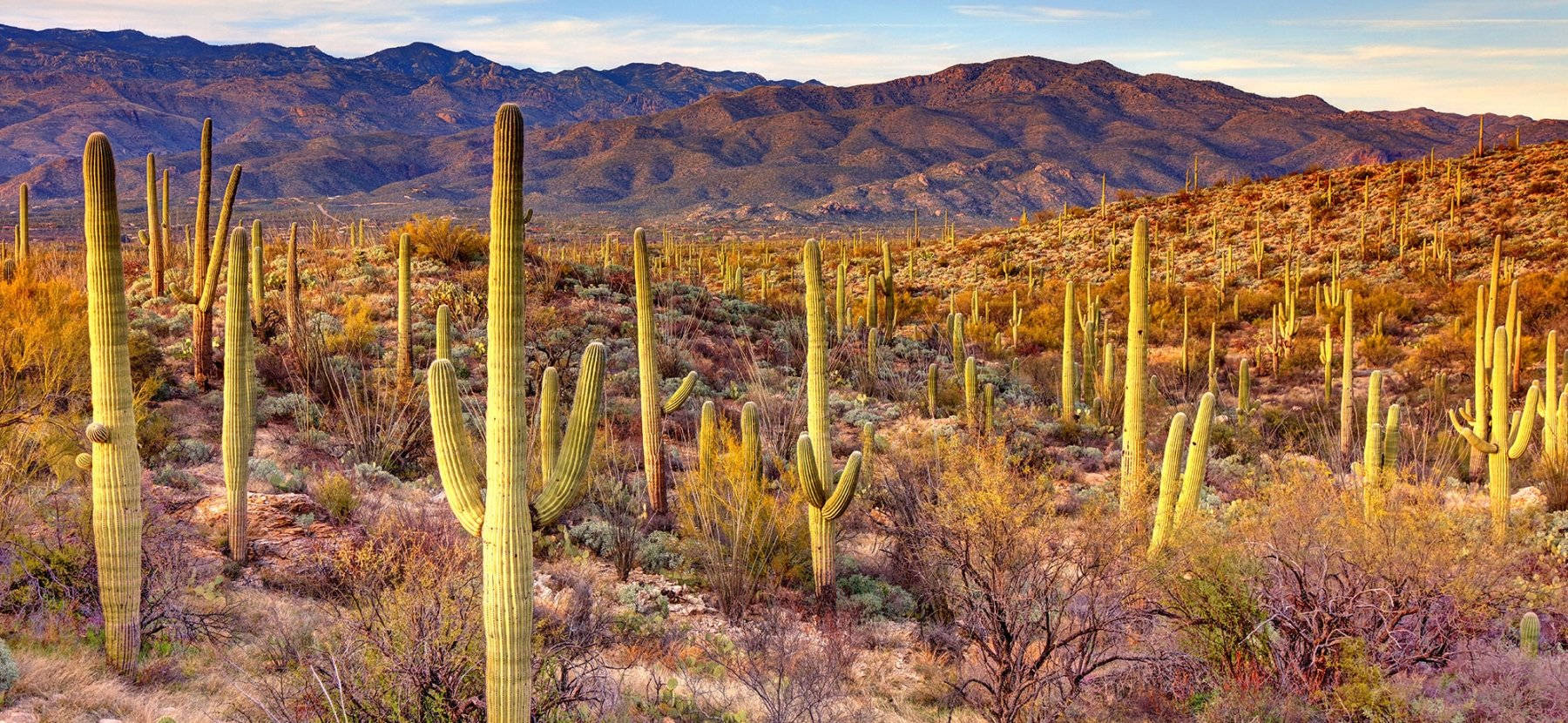 Arizonasöken Kaktus Trädgård. Wallpaper