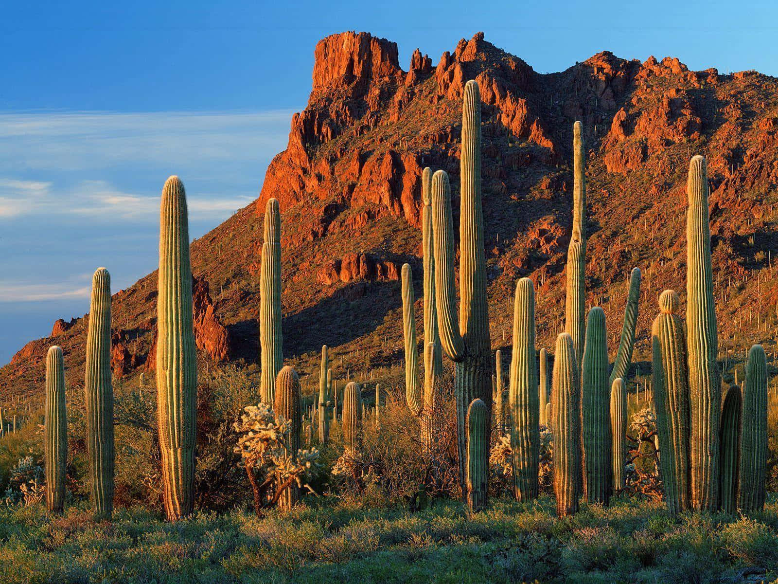 Føl varmen og skønheden fra Arizonas naturlige vidundere på din skrivebord.