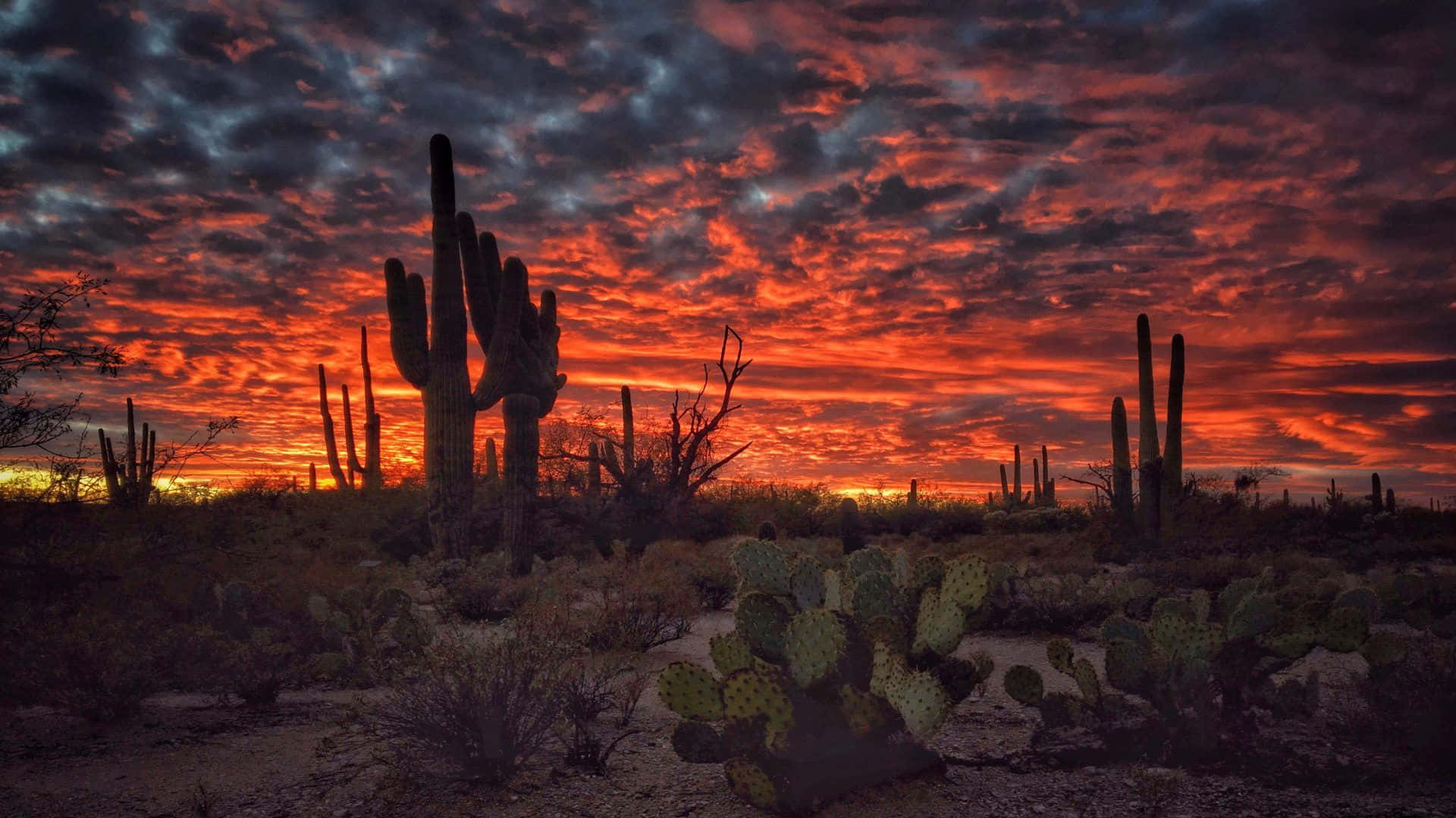 Genießensie Atemberaubende Ausblicke Auf Arizona.