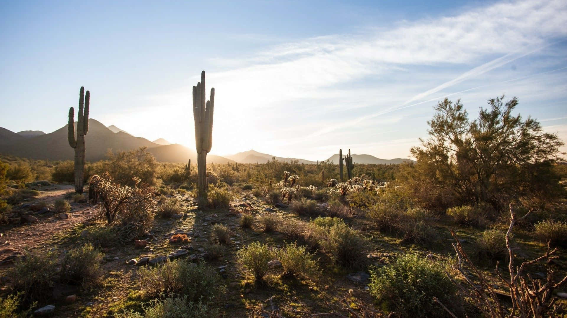 Taen Resa Till Arizona För Att Uppleva Naturens Skönhet.