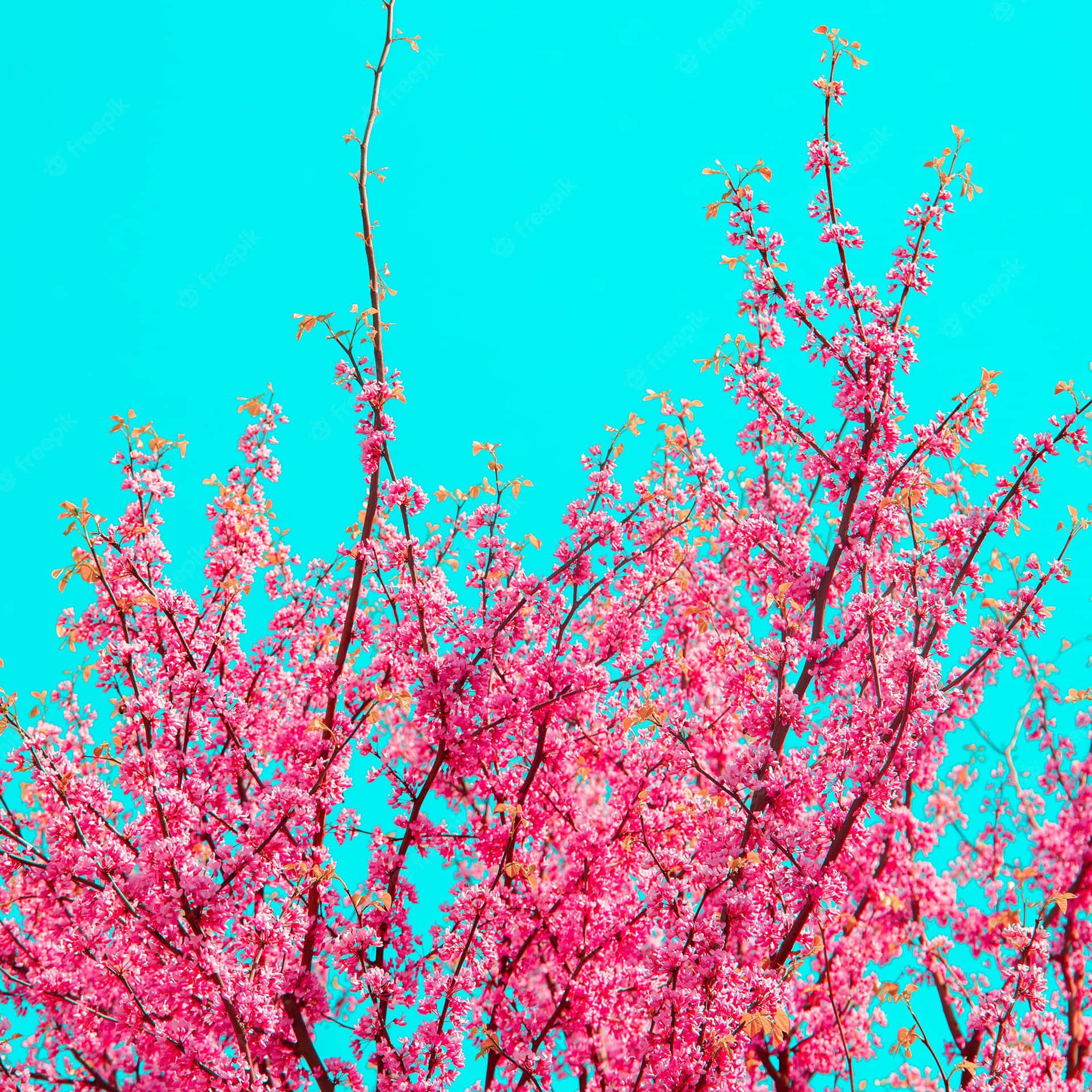 En pink træ med pink blomster Wallpaper