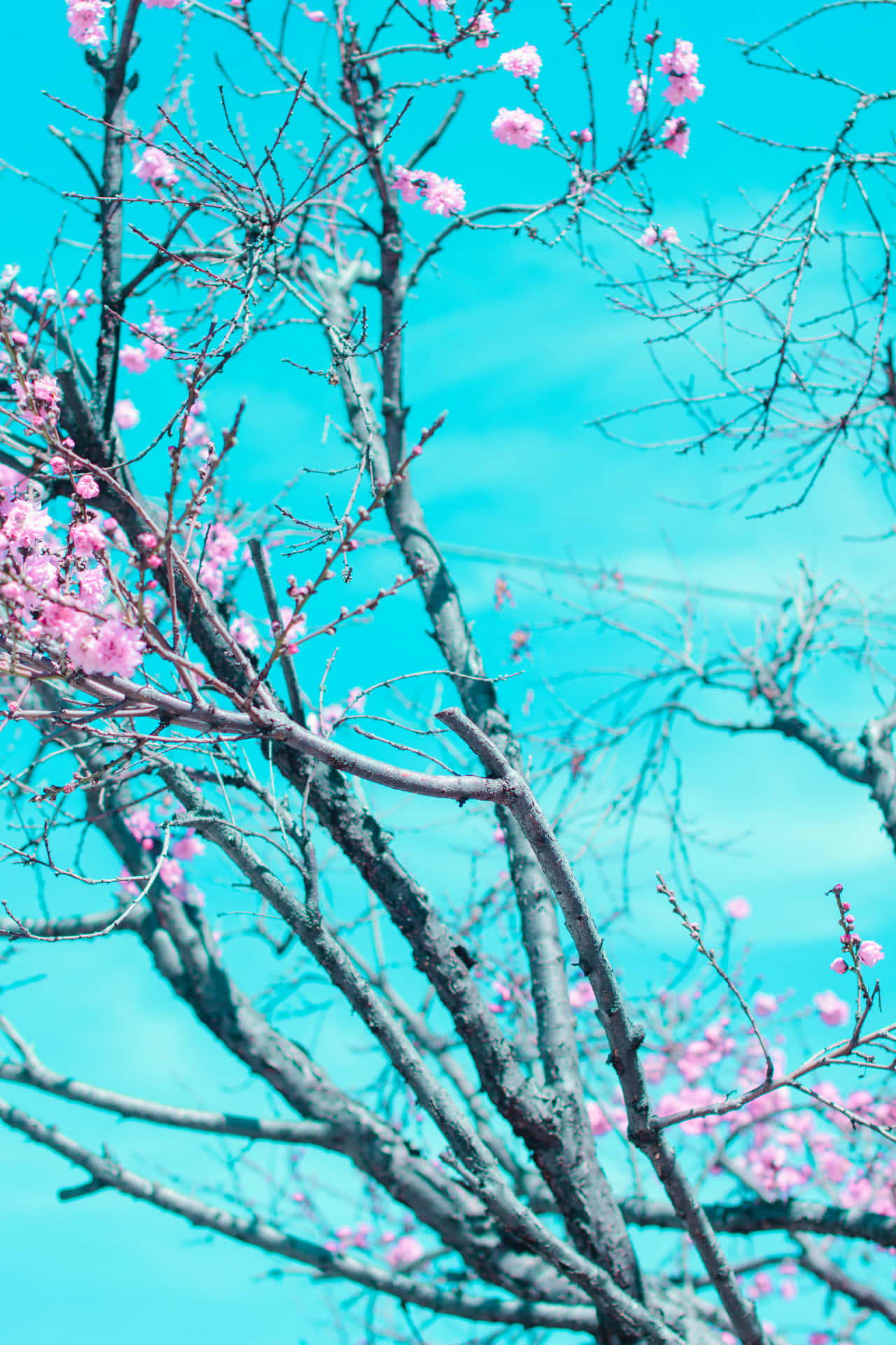 A Tree With Pink Flowers Wallpaper