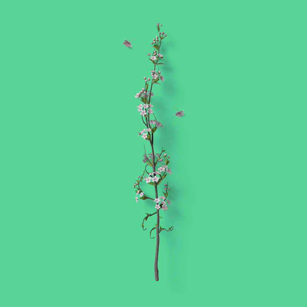 A Branch With Flowers On A Green Background Wallpaper