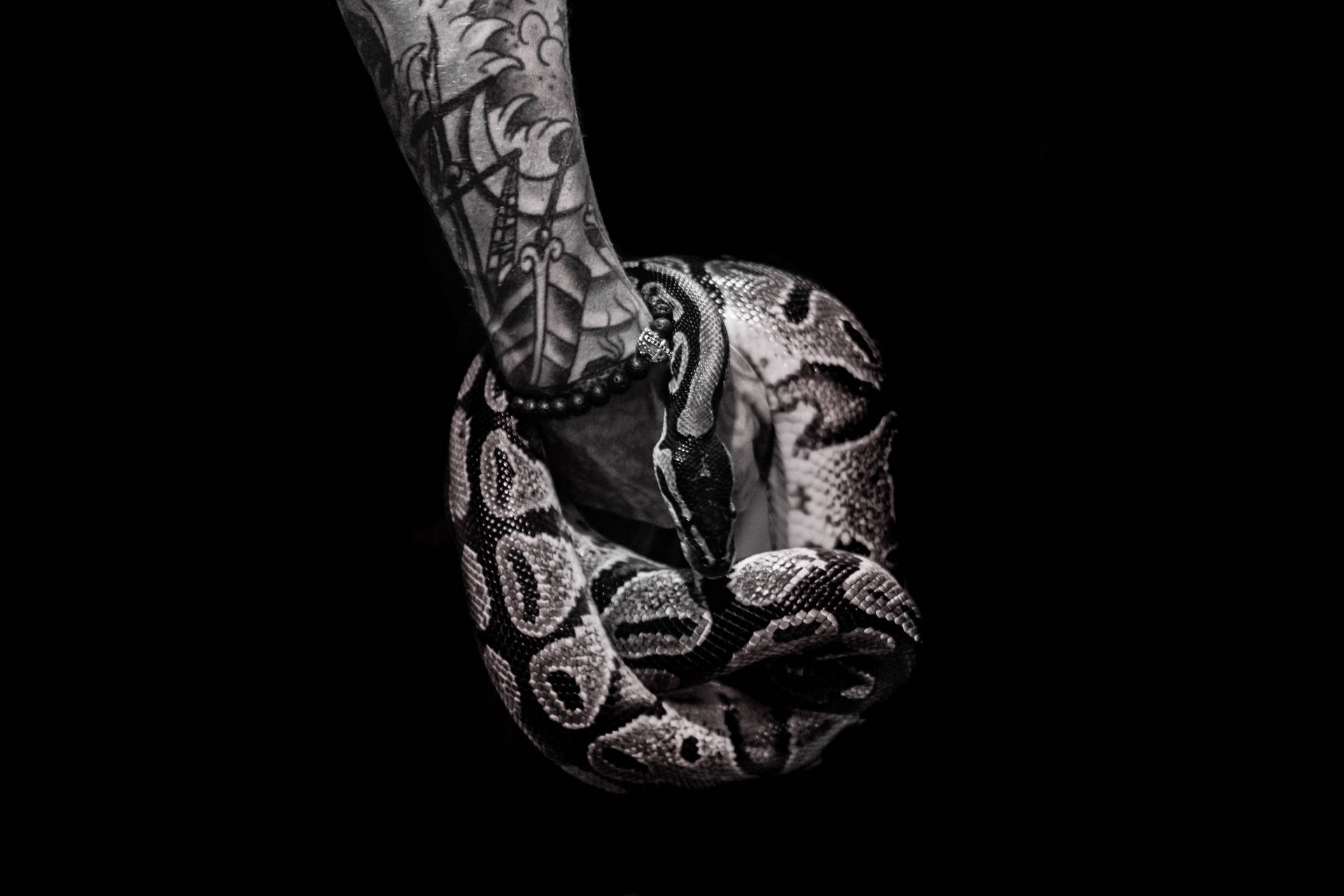 Arm With Snake On Black Screen 4k Wallpaper