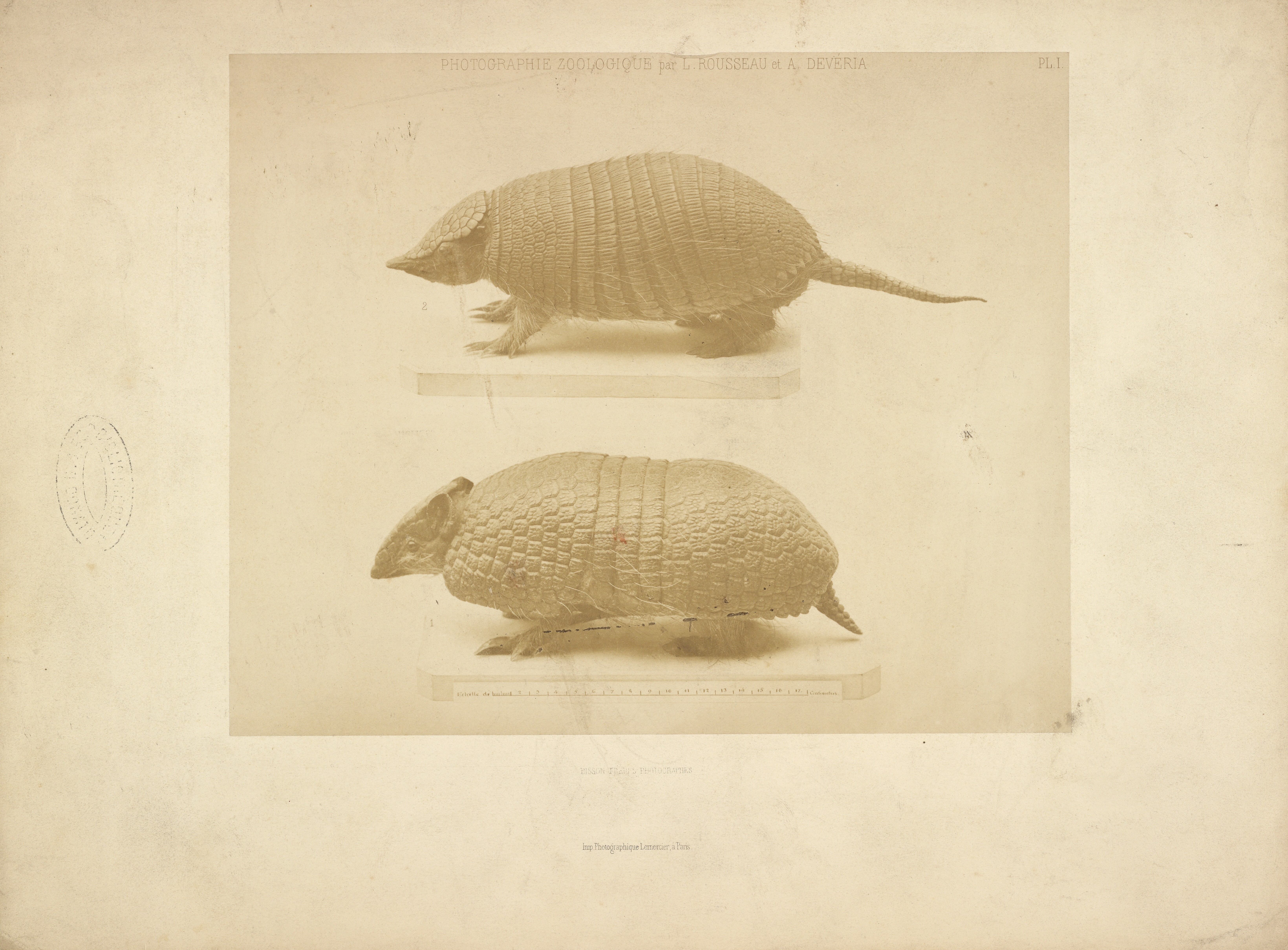 [Armadillo] Wallpaper